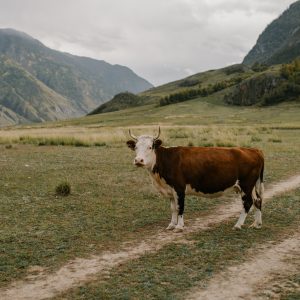 Business Logo Design with Photography